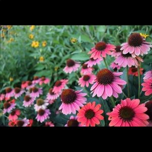 Meet your Posher, Victoria